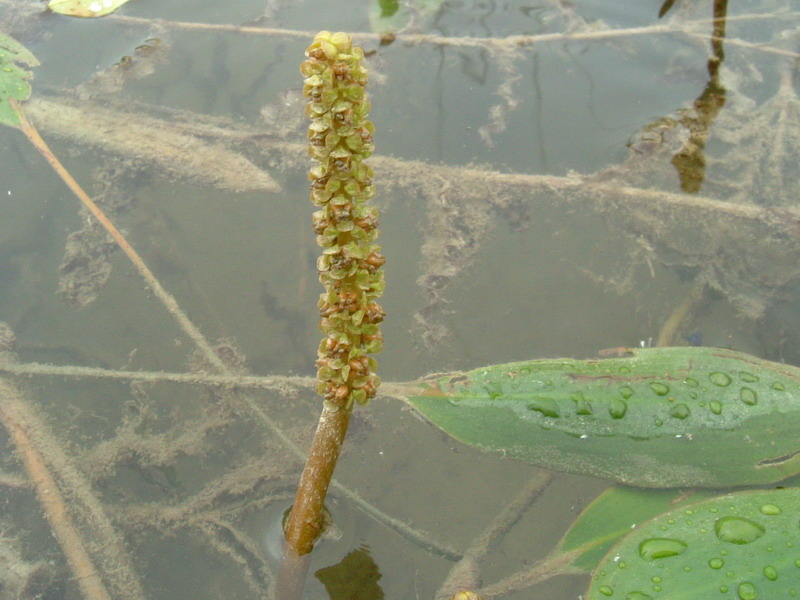 Pianta acquatica - Potamogeton cfr. natans